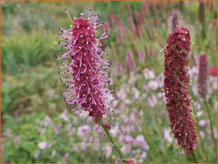 Sanguisorba &#039;Blackthorn&#039; | Pimpernel, Sorbenkruid | Wiesenknopf | Burnet