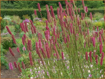 Sanguisorba &#039;Blackthorn&#039; | Pimpernel, Sorbenkruid | Wiesenknopf | Burnet