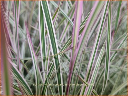 Schizachyrium scoparium &#039;Chameleon&#039; | Klein prairiegras | Kleines Pr&auml;riegras | Little Bluestem