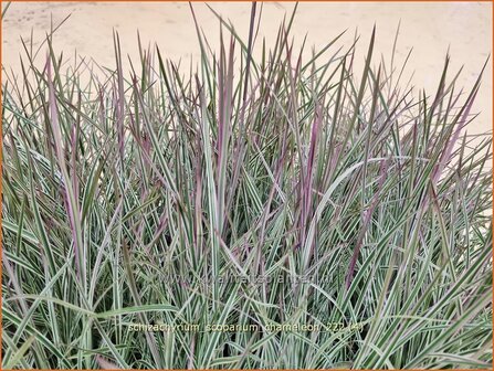 Schizachyrium scoparium &#039;Chameleon&#039; | Klein prairiegras | Kleines Pr&auml;riegras | Little Bluestem