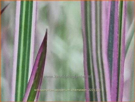 Schizachyrium scoparium &#039;Chameleon&#039; | Klein prairiegras | Kleines Pr&auml;riegras | Little Bluestem