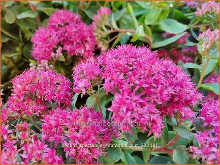 Sedum spectabile &#039;Septemberglut&#039; | Hemelsleutel, Vetkruid | Ansehnliches Fettblatt | Showy Stonecrop