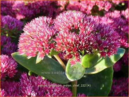 Sedum telephium &#039;Indian Chief&#039; | Hemelsleutel, Vetkruid | Grosse Fetthenne | Orpine