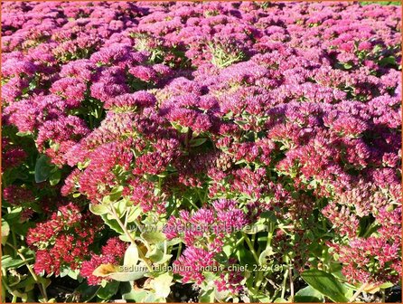 Sedum telephium &#039;Indian Chief&#039; | Hemelsleutel, Vetkruid | Grosse Fetthenne | Orpine