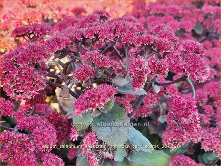 Sedum telephium &#039;Seduction Hot Rose Dark Stems&#039; | Hemelsleutel, Vetkruid | Grosse Fetthenne | Orpine