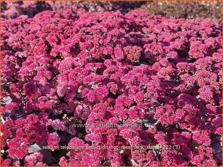 Sedum telephium &#039;Seduction Hot Rose Dark Stems&#039; | Hemelsleutel, Vetkruid | Grosse Fetthenne | Orpine