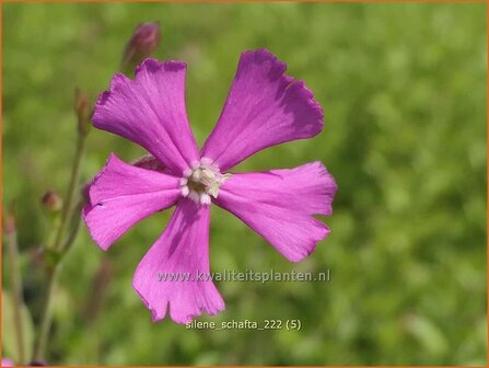 Silene schafta | Lijmkruid | Kaukasus-Leimkraut | Alpine Campion