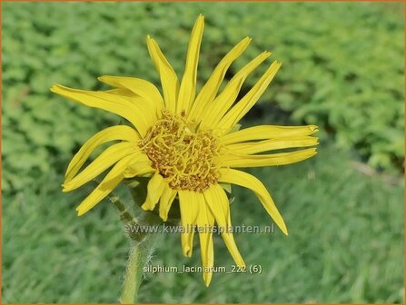 Silphium laciniatum | Kompasplant, Zonnekroon | Geschlitztbl&auml;ttrige Kompa&szlig;pflanze | Compass Plant