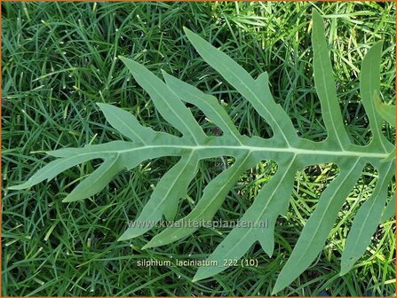 Silphium laciniatum | Kompasplant, Zonnekroon | Geschlitztbl&auml;ttrige Kompa&szlig;pflanze | Compass Plant