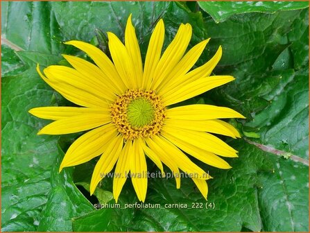 Silphium perfoliatum &#039;Carnica&#039; | Zonnekroon, Silphie | Durchwachsene Silphie | Cup Plant