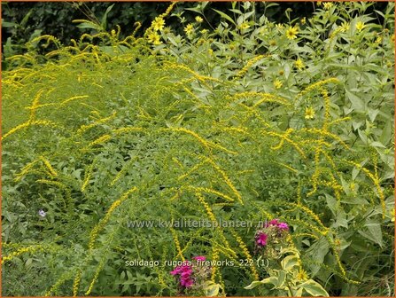 Solidago rugosa &#039;Fireworks&#039; | Guldenroede | Raue Goldrute | Rough-Leaved Goldenrod