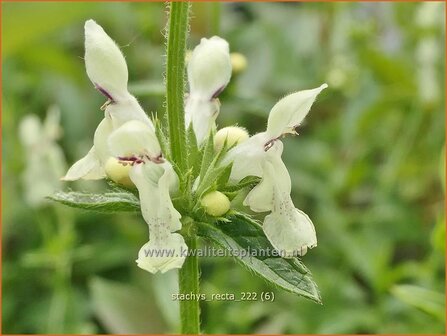 Stachys recta | Bergandoorn, Andoorn | Aufrechter Ziest | Stiff Hedge Nettle