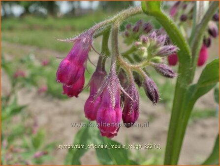 Symphytum officinale &#039;Moulin Rouge&#039; | Gewone smeerwortel, Smeerwortel | Gew&ouml;hnlicher Beinwell | Common Comfrey