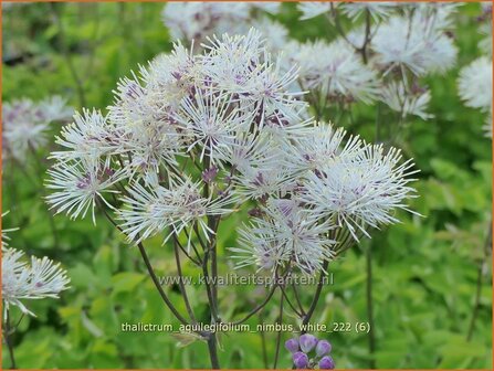 Thalictrum aquilegifolium &#039;Nimbus White&#039; | Akeleiruit, Ruit | Akeleibl&auml;ttrige Wiesenraute | Columbine Mead