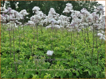 Thalictrum aquilegifolium &#039;Nimbus White&#039; | Akeleiruit, Ruit | Akeleibl&auml;ttrige Wiesenraute | Columbine Mead