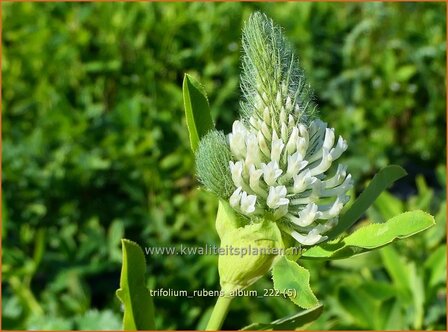 Trifolium rubens &#039;Album&#039; | Purperrode klaver, Klaver | Purpurklee | Ornamental Clover