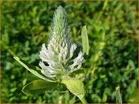 Trifolium rubens &#039;Album&#039; | Purperrode klaver, Klaver | Purpurklee | Ornamental Clover