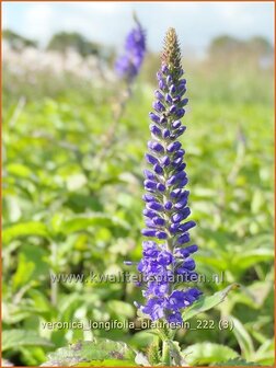 Veronica longifolia &#039;Blauriesin&#039; | Lange ereprijs, Ereprijs | Langbl&auml;ttriger Ehrenpreis | Garden Speedwell