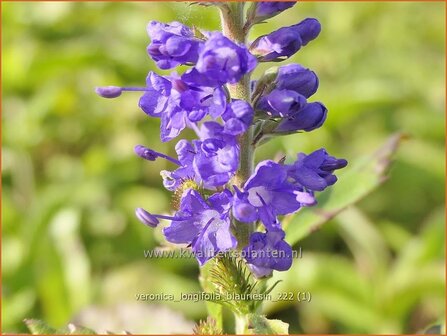 Veronica longifolia &#039;Blauriesin&#039; | Lange ereprijs, Ereprijs | Langbl&auml;ttriger Ehrenpreis | Garden Speedwell