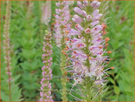 Veronicastrum virginicum &#039;Erika&#039; | Virginische ereprijs, Zwarte ereprijs, Naaldereprijs | Kandelaberehrenpreis | Culv