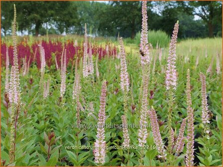 Veronicastrum virginicum &#039;Erika&#039; | Virginische ereprijs, Zwarte ereprijs, Naaldereprijs | Kandelaberehrenpreis | Culv