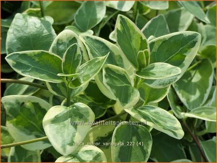 Vinca major &#039;Variegata&#039; | Grote maagdenpalm, Maagdenpalm | Gro&szlig;es Immergr&uuml;n | Greater Periwinkle