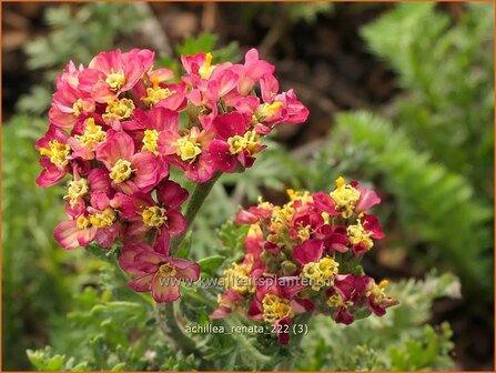 Achillea &#039;Renata&#039; | Duizendblad | Garbe | Yarrow