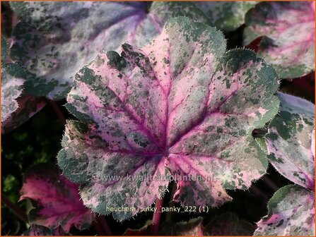 Heuchera &#039;Pinky Panky&#039; | Purperklokje | Purpurgl&ouml;ckchen | Coral Bells