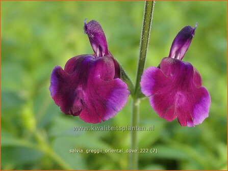 Salvia greggii &#039;Oriental Dove&#039; | Herfstsalie, Salie, Salvia | Herbst-Strauch-Salbei | Autumn Sage