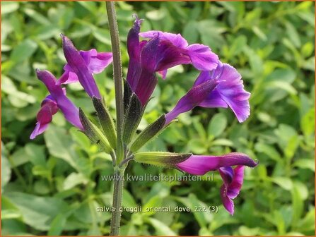 Salvia greggii &#039;Oriental Dove&#039; | Herfstsalie, Salie, Salvia | Herbst-Strauch-Salbei | Autumn Sage