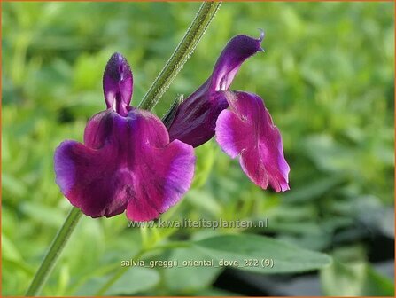 Salvia greggii &#039;Oriental Dove&#039; | Herfstsalie, Salie, Salvia | Herbst-Strauch-Salbei | Autumn Sage