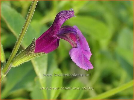 Salvia greggii &#039;Oriental Dove&#039; | Herfstsalie, Salie, Salvia | Herbst-Strauch-Salbei | Autumn Sage