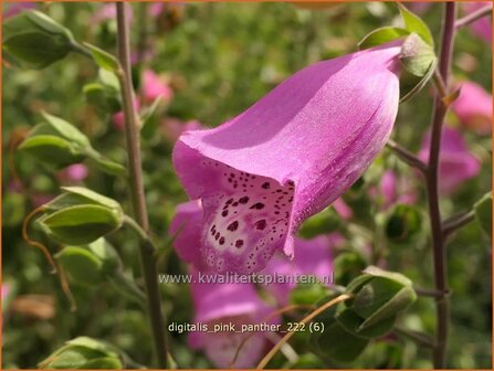 Digitalis purpurea &#039;Panther&#039; | Echt vingerhoedskruid, Vingerhoedskruid | Roter Fingerhut | Common Foxglove