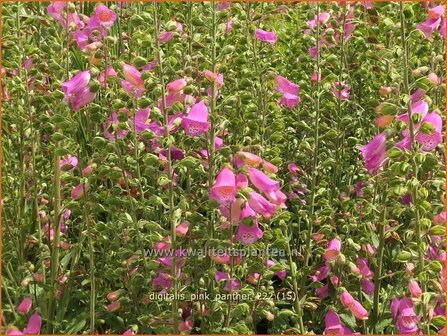 Digitalis purpurea &#039;Panther&#039; | Echt vingerhoedskruid, Vingerhoedskruid | Roter Fingerhut | Common Foxglove