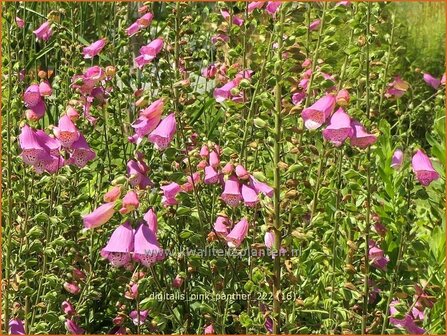 Digitalis purpurea &#039;Panther&#039; | Echt vingerhoedskruid, Vingerhoedskruid | Roter Fingerhut | Common Foxglove