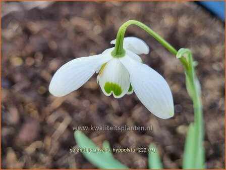 Galanthus &#039;Hippolyta&#039; | Sneeuwklokje | Schneetr&ouml;pfchen | Snowdrop