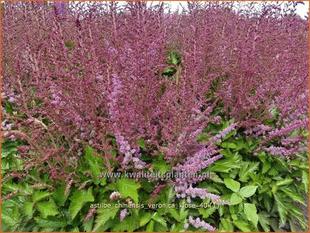 Astilbe chinensis &#039;Veronica Klose&#039; | Pluimspirea, Spirea | Chinesische Prachtspiere | Chinese Astilbe