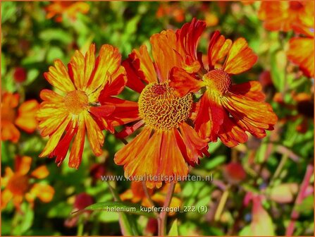 Helenium &#039;Kupferziegel&#039; | Zonnekruid | Sonnenbraut | Helen&#039;s Flower