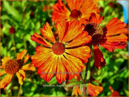 Helenium &#039;Kupferziegel&#039; | Zonnekruid | Sonnenbraut | Helen&#039;s Flower