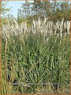 Miscanthus sinensis &#039;Silberfeder&#039;