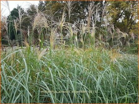 Miscanthus sinensis &#039;Silberfeder&#039;