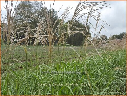 Miscanthus sinensis &#039;Silberfeder&#039;