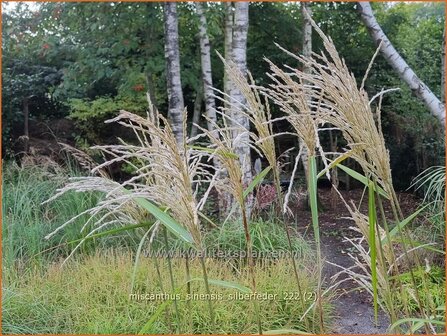 Miscanthus sinensis &#039;Silberfeder&#039;