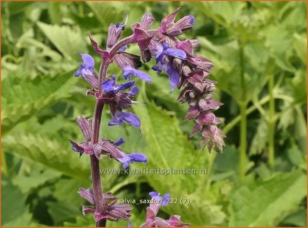 Salvia &#039;Saxdorf&#039; | Salie, Salvia | Nickender Steppen-Salbei | Sage