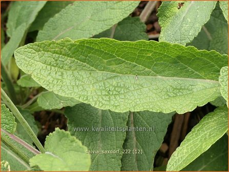 Salvia &#039;Saxdorf&#039; | Salie, Salvia | Nickender Steppen-Salbei | Sage