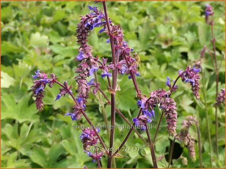 Salvia &#039;Saxdorf&#039; | Salie, Salvia | Nickender Steppen-Salbei | Sage