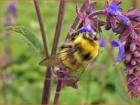 Salvia &#039;Saxdorf&#039; | Salie, Salvia | Nickender Steppen-Salbei | Sage