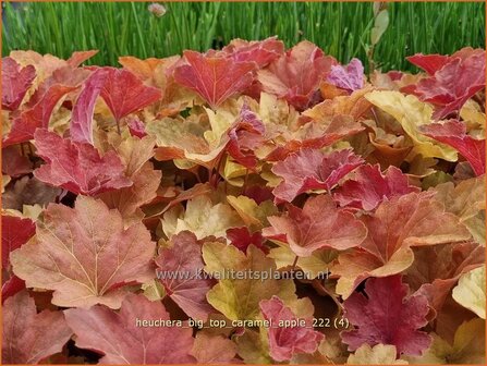 Heuchera &#039;Big Top Caramel Apple&#039; | Purperklokje | Purpurgl&ouml;ckchen | Coral Bells