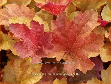 Heuchera &#039;Big Top Caramel Apple&#039; | Purperklokje | Purpurgl&ouml;ckchen | Coral Bells