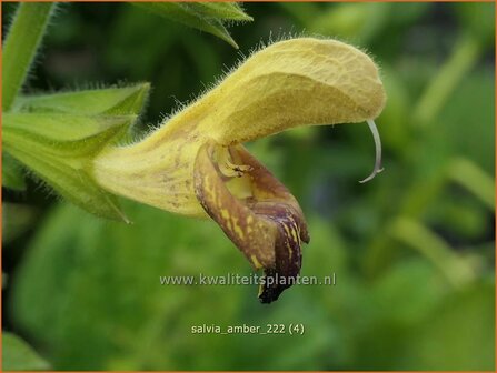 Salvia &#039;Amber&#039; | Salie, Salvia | Salbei | Sage